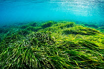 Neptune seagrass (Posidonia oceanica). A patch of this seagrass bed is considered to be the oldest living organism on earth. Spain. June.