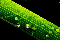 Bryozoans (Electra posidoniae and Patinella radiata) on Neptune seagrass (Posidonia oceanica) blade, close up. When including this level of organism seagrass beds rival rainforests in their biodiversi...