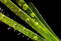 Neptune seagrass (Posidonia oceanica) with oxygen bubbles on blades. Seagrass beds absorb and store carbon 35 times more efficiently than rainforests helping the fight against climate change. 1m2 of S...