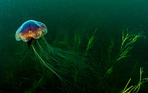Lion&#39;s mane jellyfish (Cyanea capillata) in Eelgrass (Zostera marina) bed. Terra Nova National Park, Newfoundland, Canada. September.