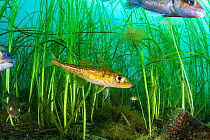 Atlantic cod (Gadus morhua) juveniles sheltering in Eelgrass (Zostera marina) bed alongside Cunner (Tautogolabrus adspersus) fish. Once the most caught fish in the world, the cod fishery collapsed in...