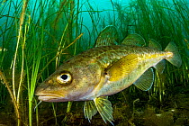 Atlantic cod (Gadus morhua) juvenile sheltering in Eelgrass (Zostera marina) bed. Once the most caught fish in the world, the cod fishery collapsed in 1992. Juveniles use seagrass beds as a nursery, t...