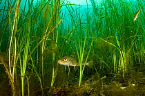 Atlantic cod (Gadus morhua) juveniles sheltering in Eelgrass (Zostera marina) bed. Once the most caught fish in the world, the cod fishery collapsed in 1992. Juveniles use seagrass beds as a nursery,...