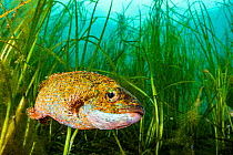 Cunner (Tautogolabrus adspersus) fish in Eelgrass (Zostera marina) bed. Newfoundland, Canada.