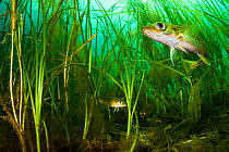 Atlantic cod (Gadus morhua) juveniles hiding in Eelgrass (Zostera marina) bed. Once the most caught fish in the world, the cod fishery collapsed in 1992. Juveniles use seagrass beds as a nursery, the...