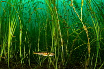 Atlantic cod (Gadus morhua) juvenile, hiding in Eelgrass (Zostera marina) bed. Once the most caught fish in the world, the cod fishery collapsed in 1992. Juveniles use seagrass beds as a nursery, the...