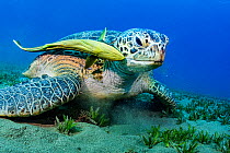 Green sea turtle (Chelonia mydas) feeding on Turtlegrass (Halophila stipulacea), Remora fish (Echeneis naucrates) scavenging remnants. Marsa Alam, Egypt.
