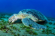 Green sea turtle (Chelonia mydas) grazing on Turtlegrass (Halophila stipulacea) in seagrass bed. Marsa Alam, Egypt.