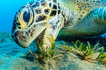 Green sea turtle (Chelonia mydas) grazing on Turtlegrass (Halophila stipulacea), close up. Marsa Alam, Egypt.