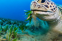 Green sea turtle (Chelonia mydas) feeding on Turtlegrass (Halophila stipulacea) in seagrass bed, close up. Marsa Alam, Egypt.