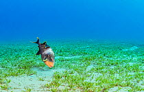 Yellowmargin triggerfish (Pseudobalistes flavimarginatus) feeding in Tapegrass (Halophila stipulacea) seagrass bed. Marsa Alam, Egypt.