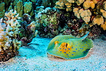 Blue-spotted stingray (Taeniura lymma) resting on seabed in coral reef. Marsa Alam, Egypt.