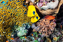 Masked butterflyfish (Chaetodon semilarvatus) pair and Coral hind (Cephalopholis miniata) in coral reef. Marsa Alam, Egypt.
