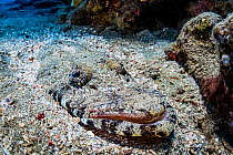 Crocodile fish (Cymbacephalus beauforti), ambush predator camouflaged and partially buried in sand on sea floor. Marsa Alam, Egypt.