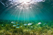 Yellow jack (Carangoides bartholomaei) shoal swimming over Turtlegrass (Thalassia testudinum) seagrass bed. Bahamas.