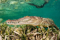 American crocodile (Crocodylus acutus) in seagrass bed. Jardines de la Reina / Gardens of the Queen National Park, Cuba.