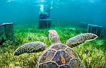 Green sea turtle (Chelonia mydas) in seagrass bed. Researcher from CORE (Centre for Ocean Research and Education) Sciences diving in background, amongst exclusion cages on sea floor to monitor the eff...