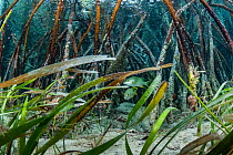 Schoolmaster snapper (Lutjanus apodus) amongst Red mangrove (Rhizophora mangle), Turtlegrass (Thalassia testudinum) in foreground. Eleuthera Island, Bahamas.