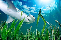 Bonnethead shark (Sphyrna tiburo) hunting amongst fish in Turtlegrass (Thalassia testudinum) seagrass bed, view from below. Bonnetheads are the first known omnivorous shark, eating seagrass and retain...
