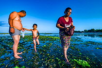 Family harvesting Tape seagrass (Enhalus acoroides) fruit to eat and sell, at low tide. Sanur, Bali, Indonesia. 2018.