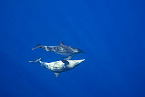 Rough-toothed dolphins ( Steno bredanensis) off Keauhou, Kona, Hawaii.