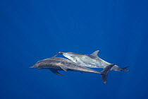 Rough-toothed dolphins (Steno bredanensis) off Keauhou, Kona, Hawaii.
