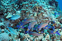 Hunting coalition of Blue goatfish ( Parupeneus cyclostomus ) with Bluefin jacks ( Caranx melampygus ) Kohanaiki, North Kona, Hawaii. The goatfish probe inside coral crevices using sensory barbels whi...