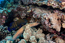 Hunting coalition of Peacock grouper, (Cephalopholis argus) and Whitemouth moray eel, (Gymnothorax meleagris) Kohanaiki, North Kona, Big Island, Hawaii. The eel hunts inside the reef crevices while th...