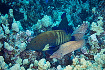 Hunting coalition of Peacock groupers (Cephalopholis argus) and Whitemouth moray eel, (Gymnothorax meleagris) Honokohau, North Kona, Big Island, Hawaii, USA