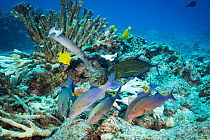 Hunting coalition of Blue goatfish / Gold-saddle goatfish (Parupeneus cyclostomus) with Bluefin jacks (Caranx melampygus) and a Pacific trumpetfish (Aulostomus chinensis) foraging in reef crevices bel...