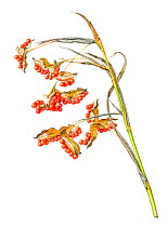 Watercolour illustration of Stinking iris (Iris foetidissima) seed pods with orange berries in autumn.