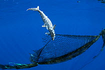 Dead juvenile Silky shark (Carcharhinus falciformis) entangled in a derelict fishing net (ghost net ) attached to a homemade FAD ( fish aggregating device), off the Kona Coast, Hawaii.