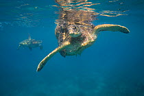 Green sea turtles (Chelonia mydas) mating pair is circled by a second mature male, near Mala Wharf, West Maui, Hawaii.
