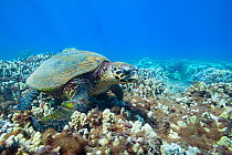Hawksbill sea turtle (Eretmochelys imbricata) endangered Species ), foraging on coral reef, off Kahekili Beach Park, Ka&#39;anapali, West Maui, Hawaii.  A saddle wrasse (Thalassoma duperrey) next to...