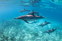 Hawaiian spinner dolphins (Stenella longirostris longirostris), swim across a shallow reef, South Kohala Coast, Hawaii.