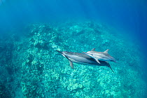 Hawaiian spinner dolphins (Stenella longirostris longirostris), mother and calf, South Kohala Coast, Hawaii.