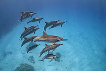 Hawaiian spinner dolphins (Stenella longirostris longirostris), North Kona, Hawaii.
