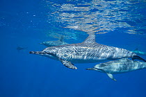 Hawaiian spinner dolphins (Stenella longirostris longirostris), with sun ripples on back, and tooth rake marks on side of closest dolphin, Makalawena, North Kona, Hawaii.