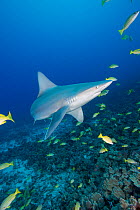 Sandbar shark (Carcharhinus plumbeus), and bluestripe snapper or taape, Lutjanus kasmira, Honokohau, North Kona, Hawaii