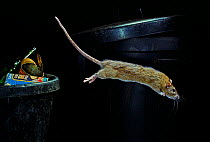 Brown rat (Rattus norvegicus) leaping from dustbin,  Sussex, England.