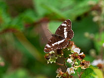 White admiral butterfly (Limenitis camilla) showing upperside, feeding on Bramble (Rubus fruiticosus) Church Place Inclosure, New Forest National Park, Hampshire, England, UK, July.