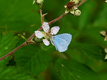 Holly blue butterfly (Celastrina argiolus) feeding on Bramble (Rubus fruiticosus) Church Place Inclosure, New Forest National Park, Hampshire, England, UK, July.