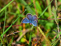 Silver-studded blue butterfly (Plebejus argus) male feeding on Cross-leaved heath (Erica tetralix) , Burley Rocks, New Forest National Park, Hampshire, England, UK, June.