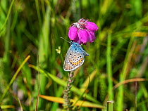 Silver-studded blue butterfly (Plebejus argus) showing underside, feeding on Cross-leaved heath (Erica tetralix) , Matley Bog, New Forest National Park, Hampshire, England, UK, July.