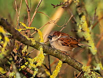 House sparrow (Passer domestica) male perched in Elder (Sambucus nigra), in the car park of Greylake RSPB Reserve, Somerset Levels and Moors, England, UK, February.