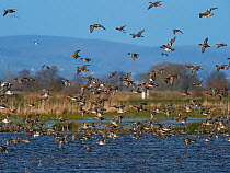 Eurasian wigeon (Anas penelope) and Common teal (Anas crecca) group in flight over a pool, Greylake RSPB reserve, near Greylake, Somerset Levels and Moors, Somerset, England, UK, February.