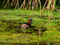 Little grebe (Tachybaptus ruficollis) amongst duckweed and leaves of Frogbit (Hydrocharis morsus-ranae) in a reedbed pool, from North Hide, Westhay Moor Nature Reserve, Somerset Wildlife Trust Reserve...