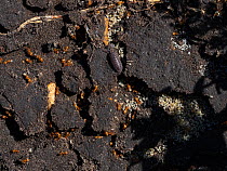 Red ant (Myrmica rubra) colony found under a garden stepping stone, Ringwood, Hampshire, England, UK, April.