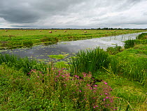 North drain and hay bales, Tadham Moor, Avalon Marshes, Somerset Levels and Moors, Somerset, England, UK, July.