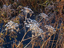 Wild angelica (Angelica sylvestris) seedheads with frost, Greylake RSPB Reserve, Somerset Levels and Moors, Somerset, England, UK, December 2019